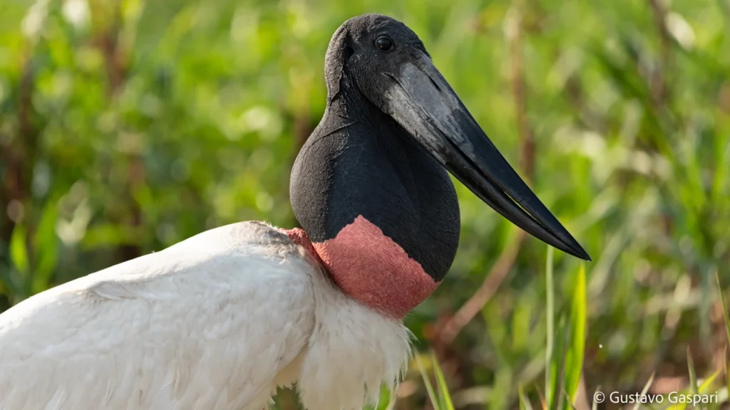 Alternativo) Tuiuiú (Jabiru mycteria) no Pantanal, com pescoço preto e papo vermelho.