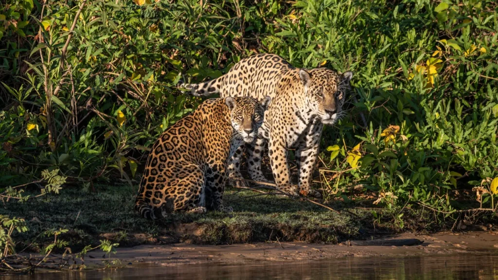 Par de onças-pintadas (mãe e filhote ou casal) em postura atenta na margem do rio no Pantanal, emergindo da mata ciliar sob a luz dourada do sol.