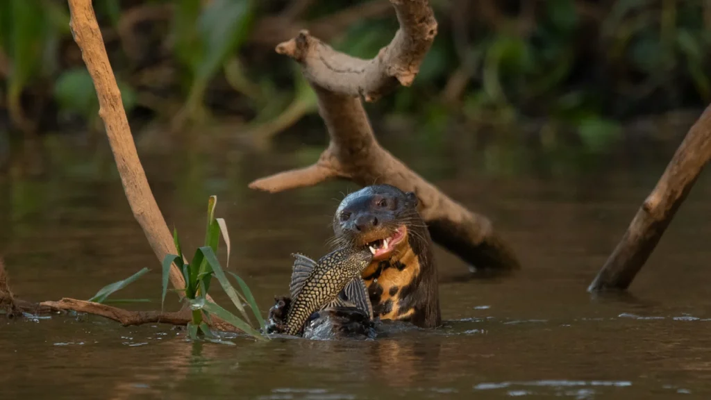 Ariranha nadando no rio do Pantanal, símbolo da vida selvagem conservada nas expedições da Yara Eco Safari.