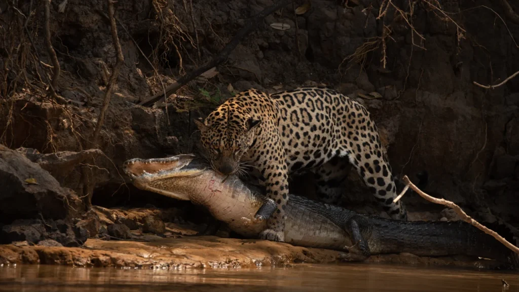 Onça-pintada adulta (jaguar) mordendo a cabeça de um caimão (jacaré) em um ataque mortal na margem enlameada de um rio no Pantanal.