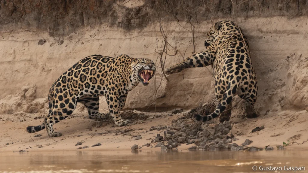 Duas onças-pintadas em um barranco de areia, uma delas com a boca aberta e dentes à mostra em uma demonstração de agressão ou defesa territorial no Pantanal.