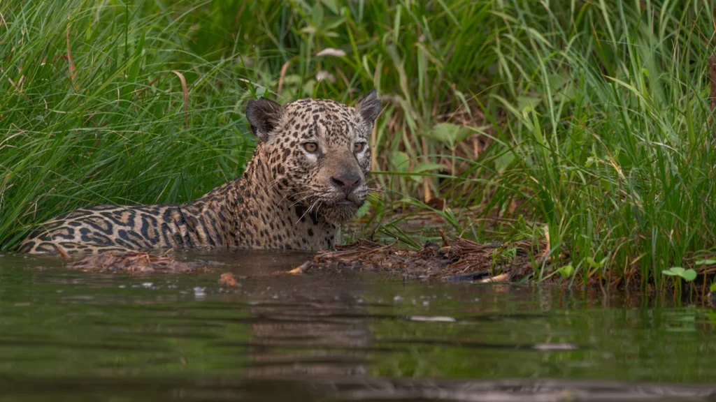 Onça-pintada na água do Pantanal observada durante safári fluvial.