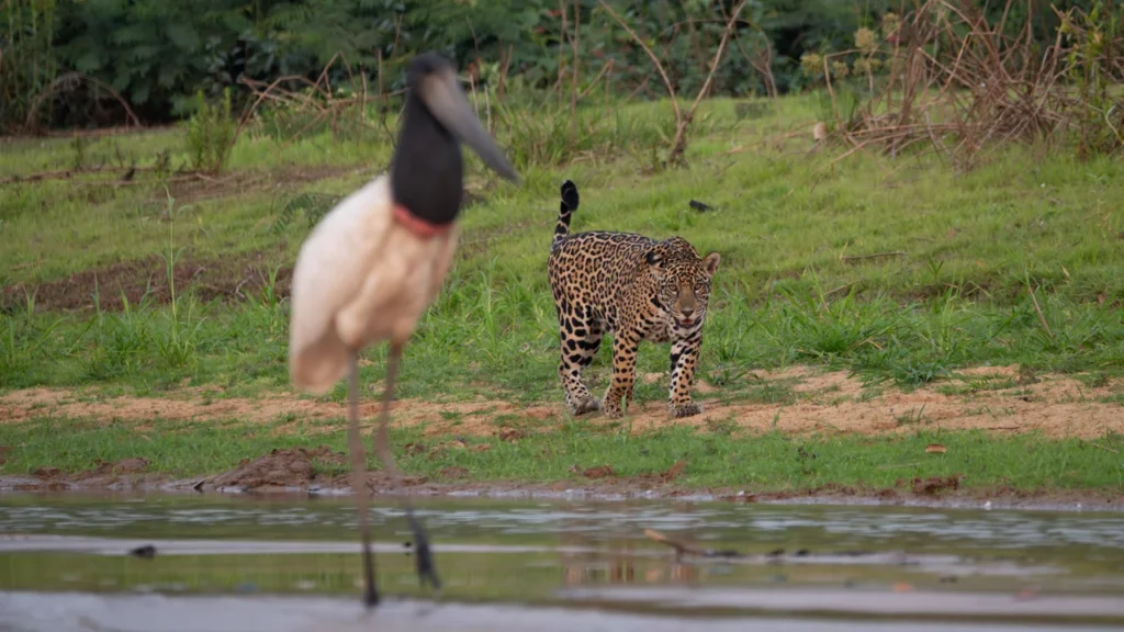 Onça-pintada caminhando na margem do rio atrás de um Tuiuiú no Pantanal.