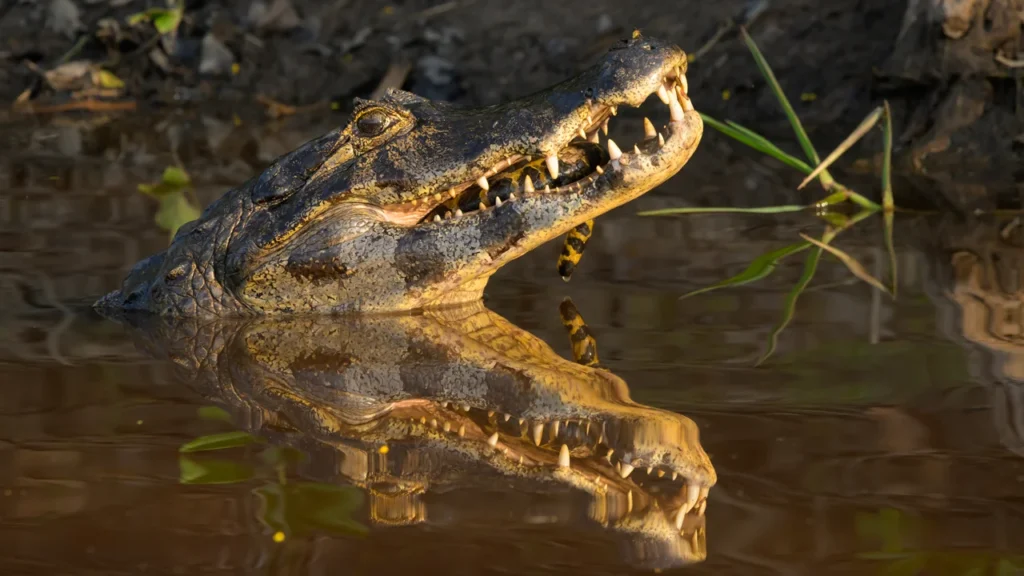 Jacaré-de-papo-amarelo emergindo da água com a boca aberta, exibindo dentes afiados no Pantanal. Foto de vida selvagem e réptil aquático.