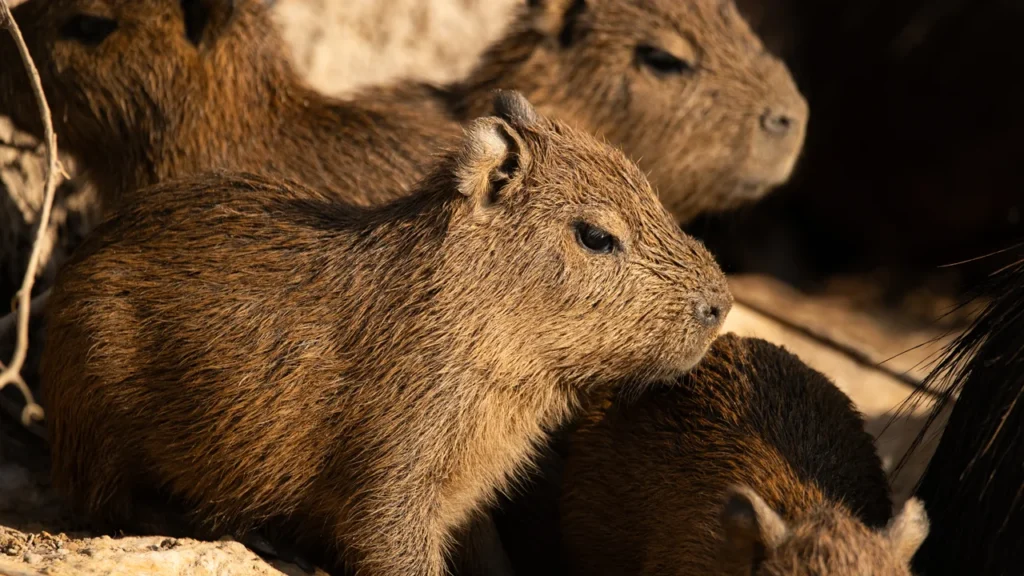 Close de um filhote de capivara com pelagem marrom densa em destaque, com outras capivaras jovens ao fundo em uma área de terra iluminada pela luz do sol.