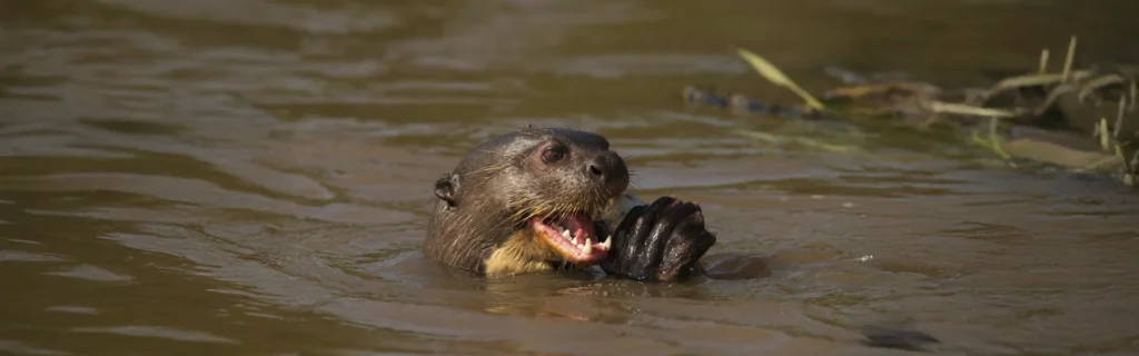 Ariranha nadando no rio do Pantanal, símbolo da vida selvagem preservada nas expedições da Yara Eco Safari.