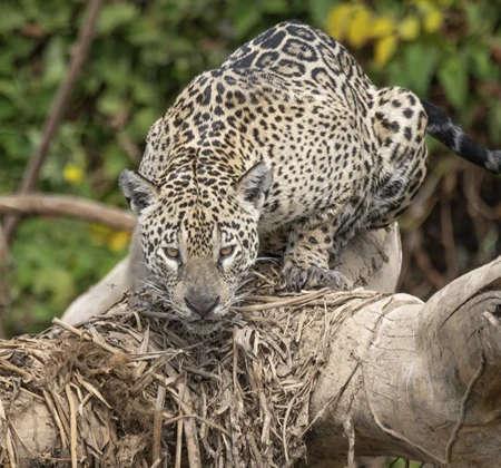 Close-up de uma Onça-Pintada (Jaguar), o maior felino das Américas, espreitando em um tronco de árvore na selva ou Pantanal.