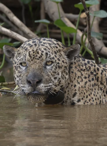 Photographing Jaguars in the Pantanal by boat
