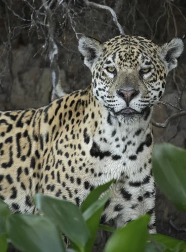 Close-up da onça-pintada fêmea Patrícia, conhecida como uma mãe resiliente, emergindo da vegetação na beira de um rio no Pantanal.
