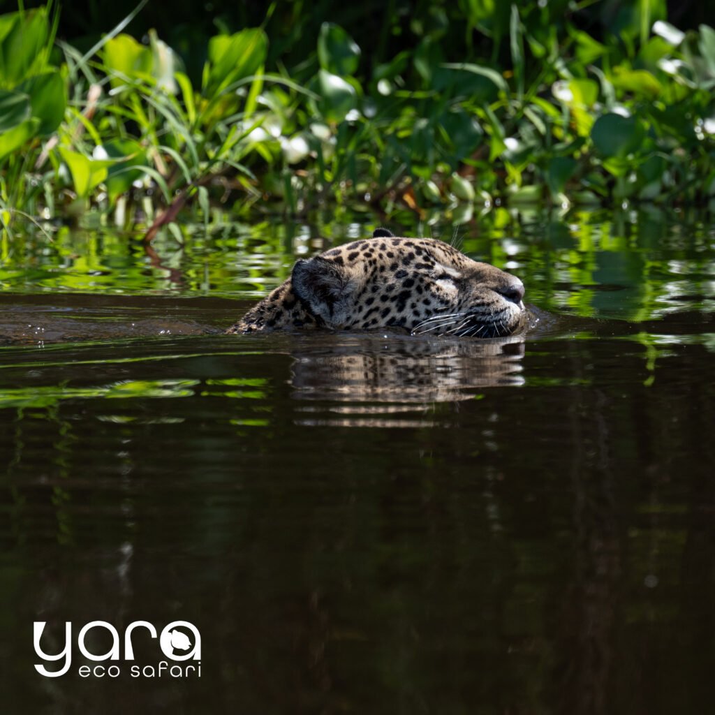 Onça-pintada nadando nas águas do Pantanal, com vegetação verde ao fundo e reflexo na água, representando a fauna selvagem e o ecossistema preservado da região.