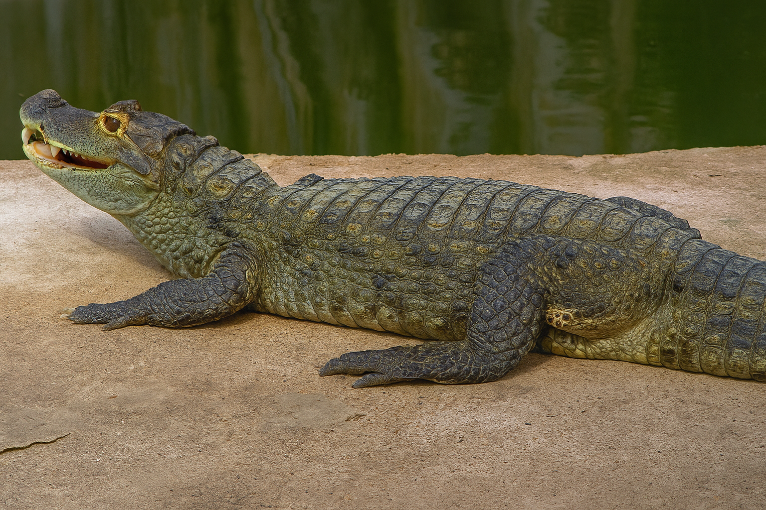 Yacare caiman basking in the sun on the riverbank