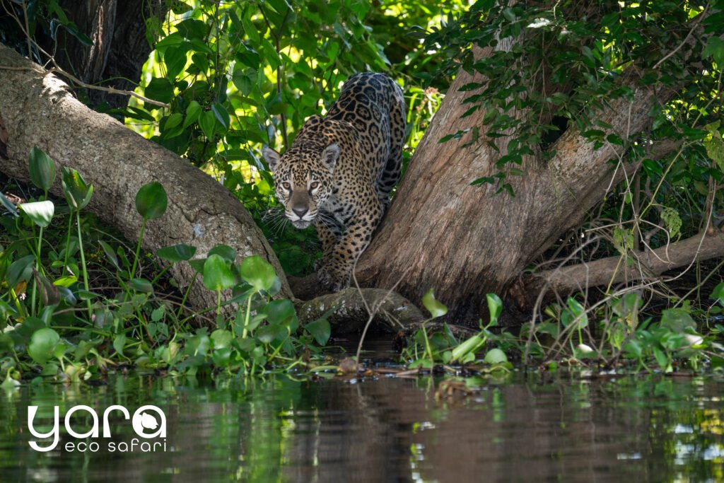 Onça-pintada do Pantanal se aproximando da margem do rio entre árvores e vegetação nativa, observando a água em seu ambiente natural.