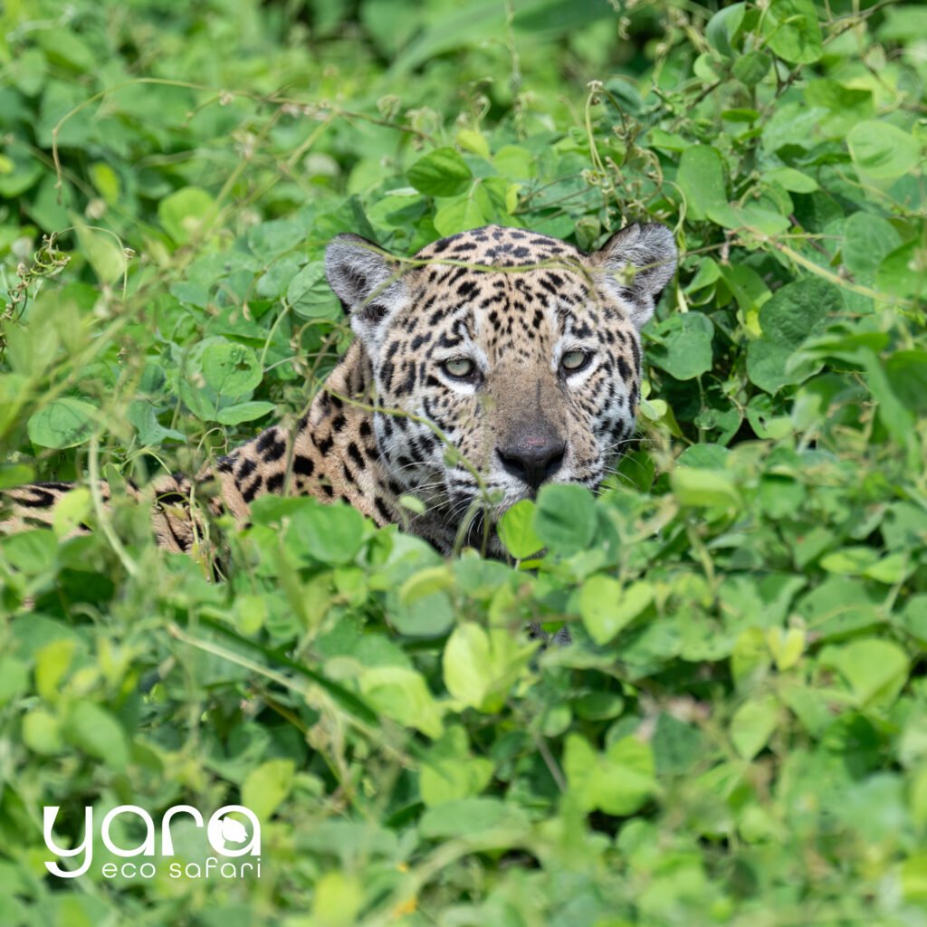onça-pintada no Pantanal se camuflando no meio da mata enquanto procura sua presa