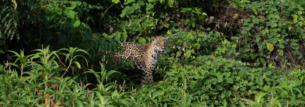 Onça-pintada espiando da mata ciliar verde, próxima à água, durante um safari de observação de vida selvagem no Pantanal. Uma imagem rara de um mamífero em seu habitat natural.