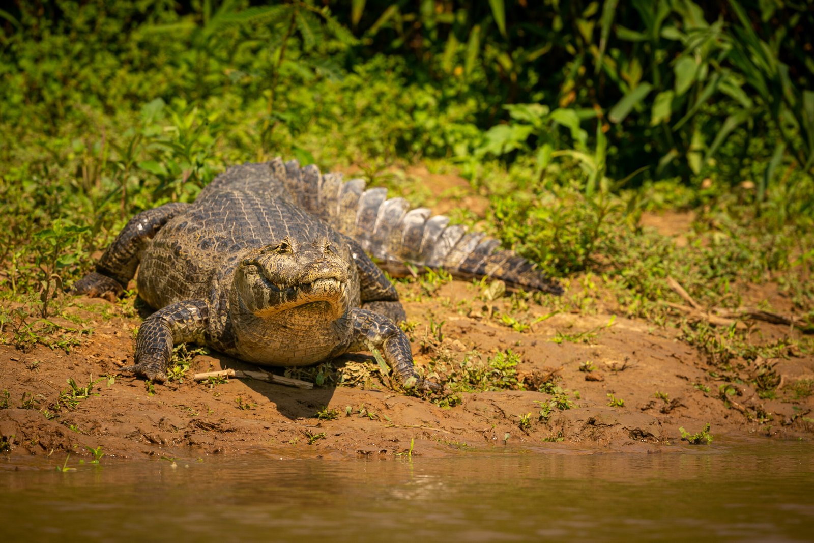 Jacaré selvagem com peixe na boca no habitat natural Wild brasil vida selvagem brasileira pantanal selva verde natureza sul-americana e selvagem perigoso