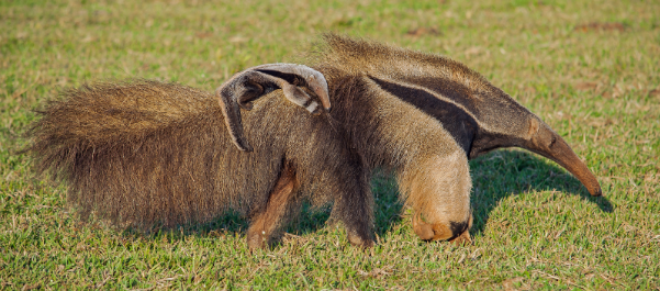 TamanduĂĄ-bandeira adulto caminhando sobre gramado verde carregando um filhote pequeno nas costas em meio a uma ĂĄrea de campo aberto.