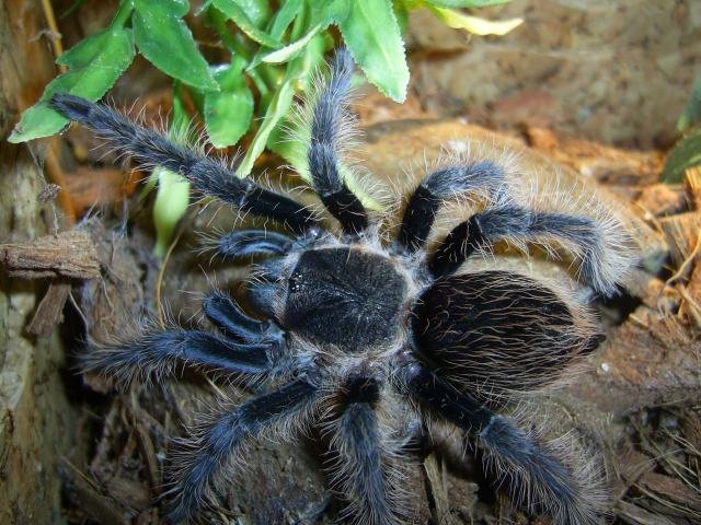 Close-up superior de uma tarântula Brachypelma albopilosum juvenil em um terrário. A aranha possui corpo escuro coberto por longas cerdas claras e onduladas, caminhando sobre um substrato de cascas de árvore com folhas verdes ao fundo.