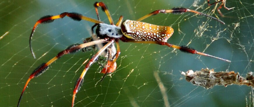 Aranha fêmea Nephila clavipes pendurada em sua teia. Possui abdômen alongado amarelo com manchas brancas e patas longas com tufos de pelos pretos. Um macho minúsculo é visível ao fundo na teia.