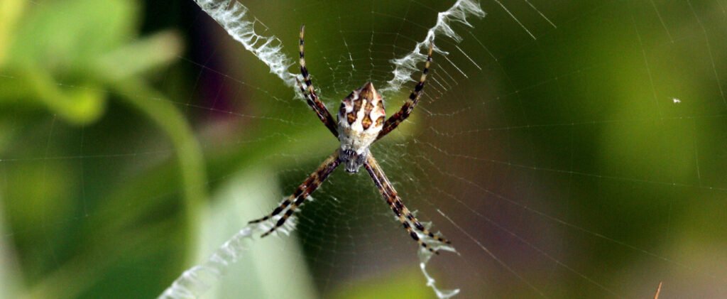Aranha-de-prata (Argiope argentata) posicionada no centro de sua teia, com quatro faixas de seda branca em zigue-zague formando um "X" (estabilimento) contra um fundo verde desfocado.