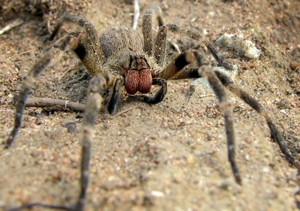 Tarântula juvenil da espécie Brachypelma albopilosum (reclassificada como Tliltocatl albopilosus) vista de cima, destacando seus pelos longos e ondulados sobre substrato de terrário com folhas verdes ao fundo.