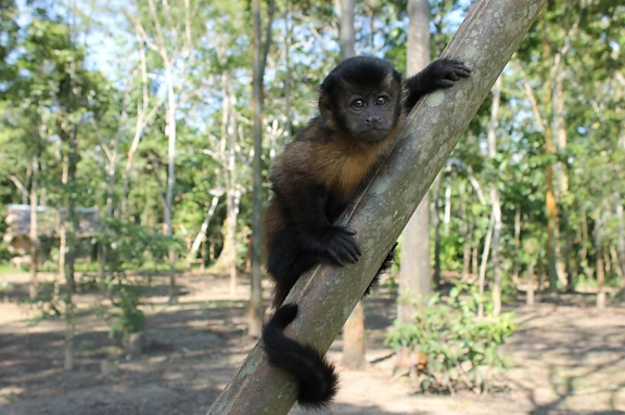 Macaco pequeno agarrado a um galho na floresta amazônica com fundo de árvores e vegetação