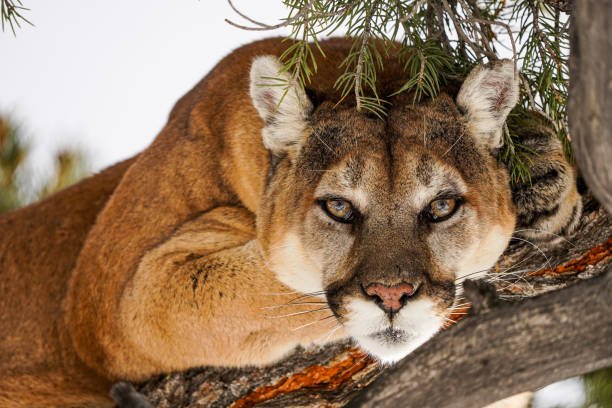 Puma in the Pantanal