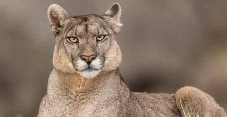 Puma Tracking in Open Fields