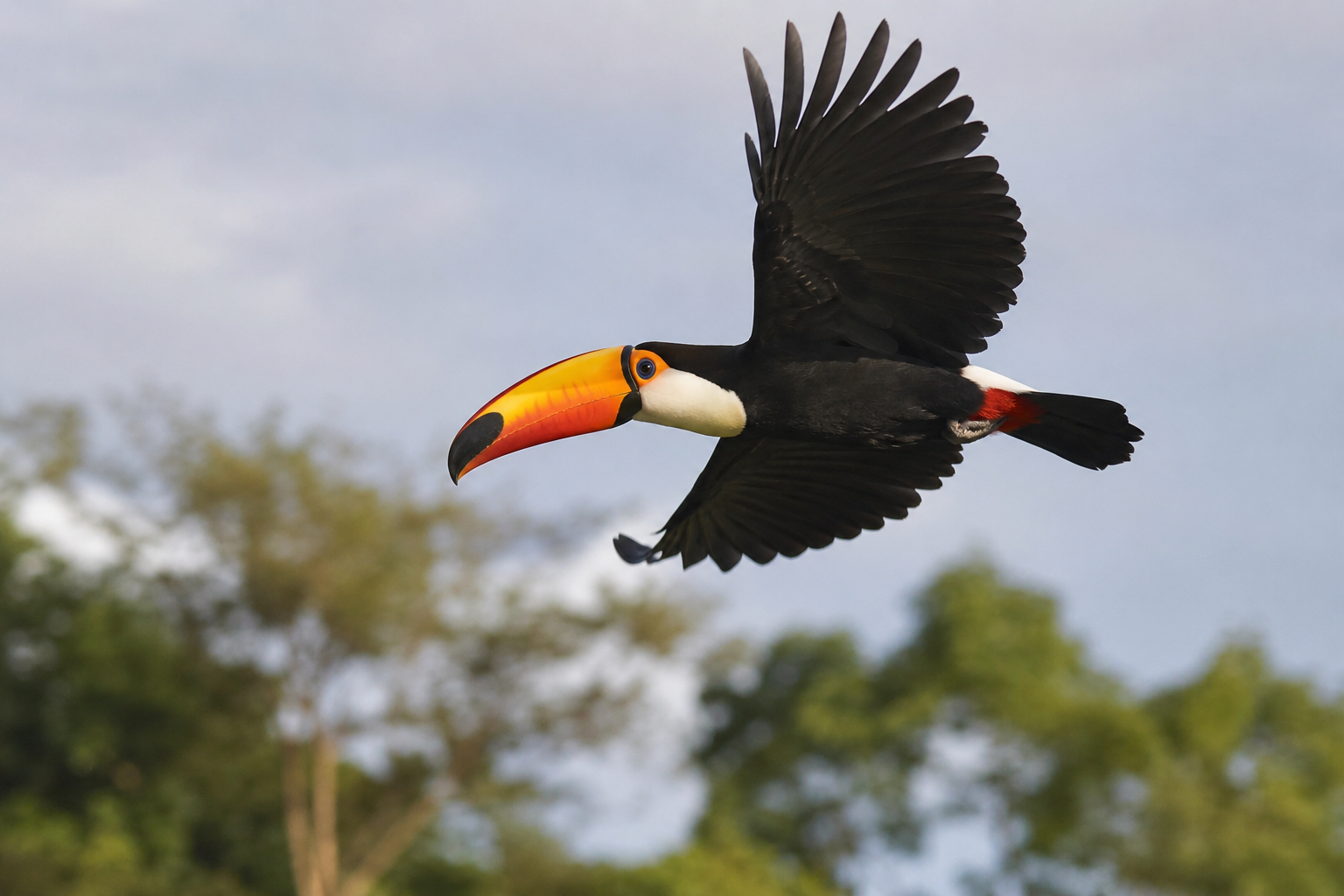 Uma fotografia detalhada de um Tucano-toco voando em direção à esquerda, com suas grandes asas pretas abertas e o bico laranja vibrante em destaque, contra um fundo desfocado de uma floresta tropical verde e um céu azul.