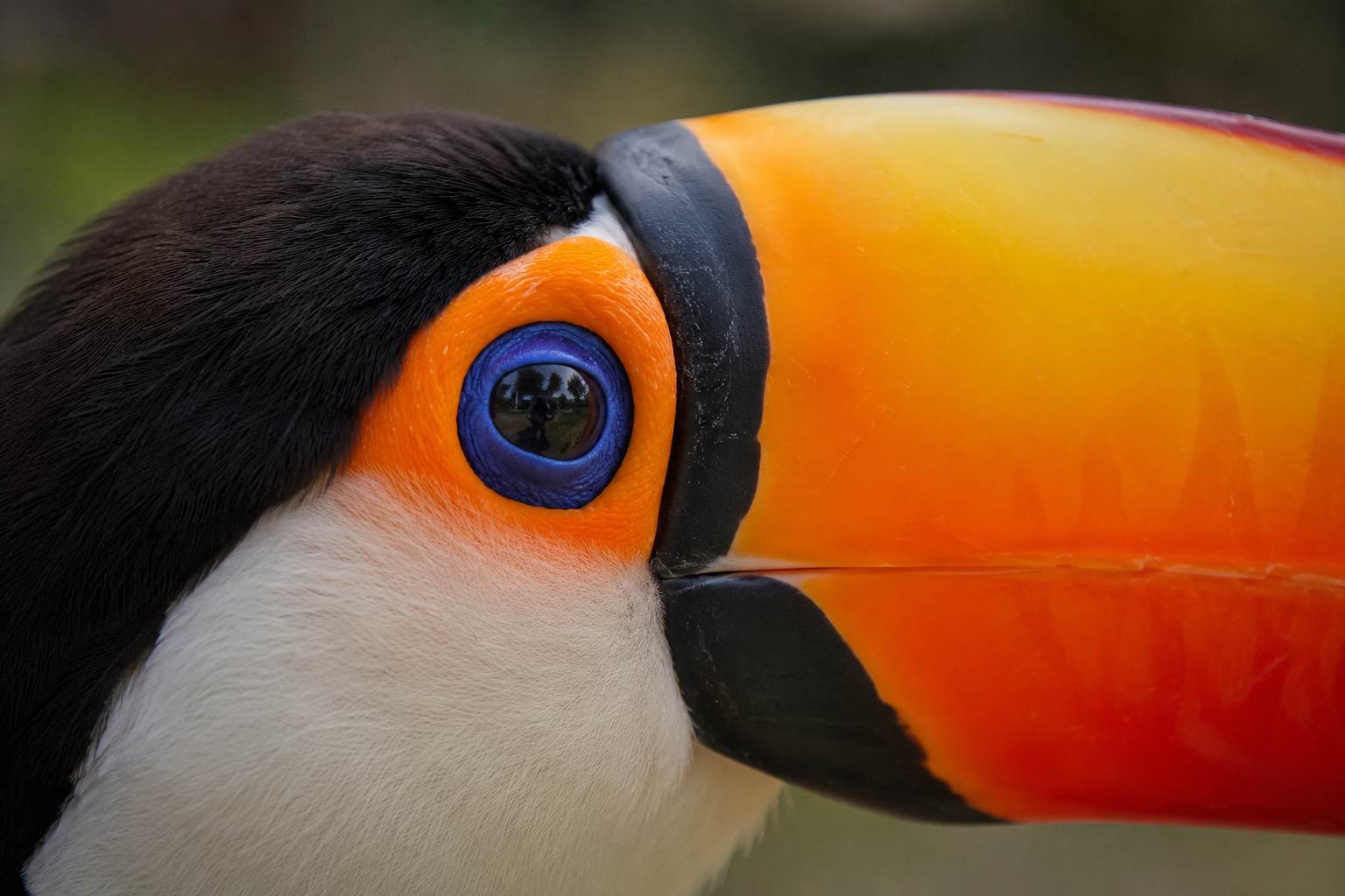 Toucan in the Pantanal