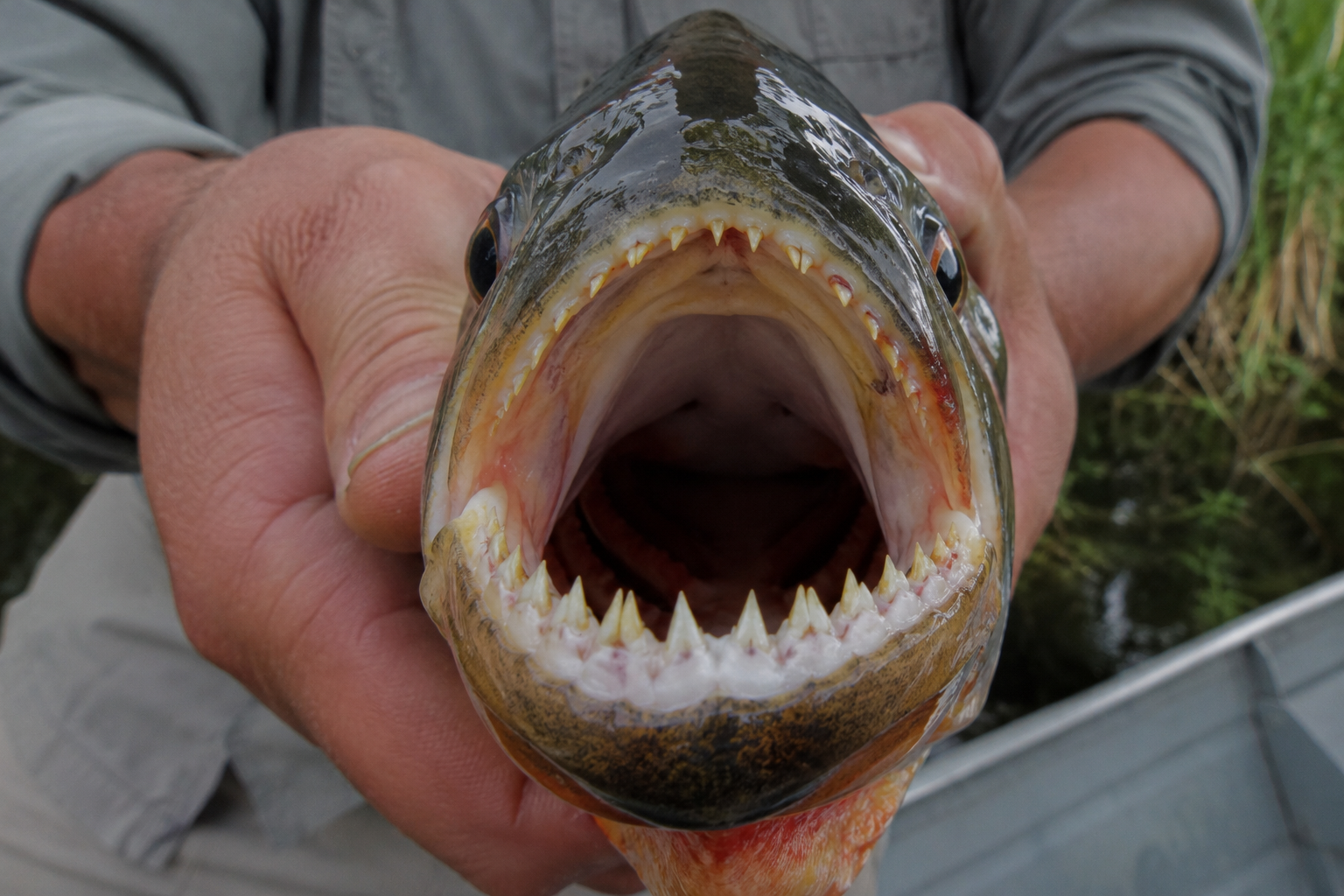 Uma fotografia em close-up extremo e frontal da boca aberta de uma piranha real sendo segurada pelas mãos de um pescador em um barco. Os dentes triangulares, afiados e esbranquiçados estão totalmente visíveis e alinhados nas mandíbulas superior e inferior. A pele do peixe tem tons escuros no topo e uma coloração avermelhada e alaranjada na parte inferior da garganta. O fundo mostra parte de uma camisa cinza e a borda de alumínio de um barco.