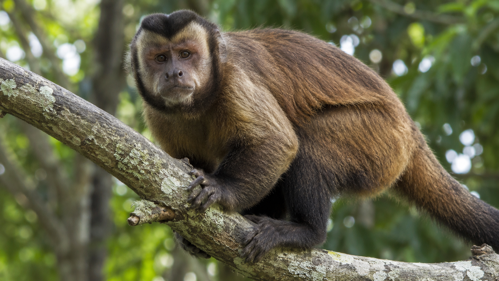 Macaco-prego de pelagem marrom e rosto expressivo olhando para a câmera, empoleirado em um galho grosso de árvore na floresta.