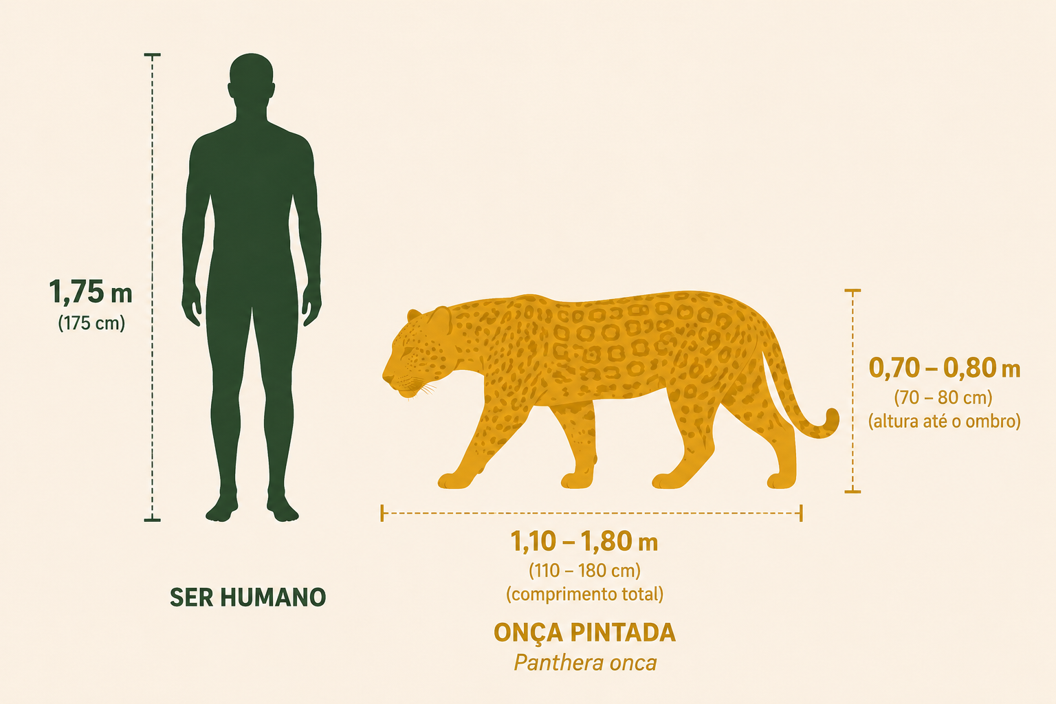 Big Cats Showdown in the Pantanal