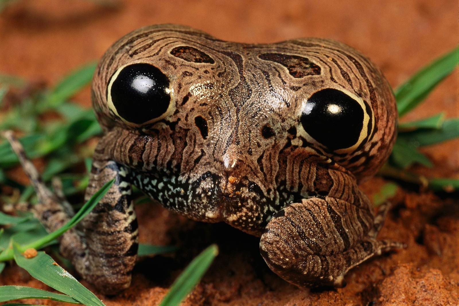 Four-eyed frog inflating its body as a defense mechanism in the Pantanal