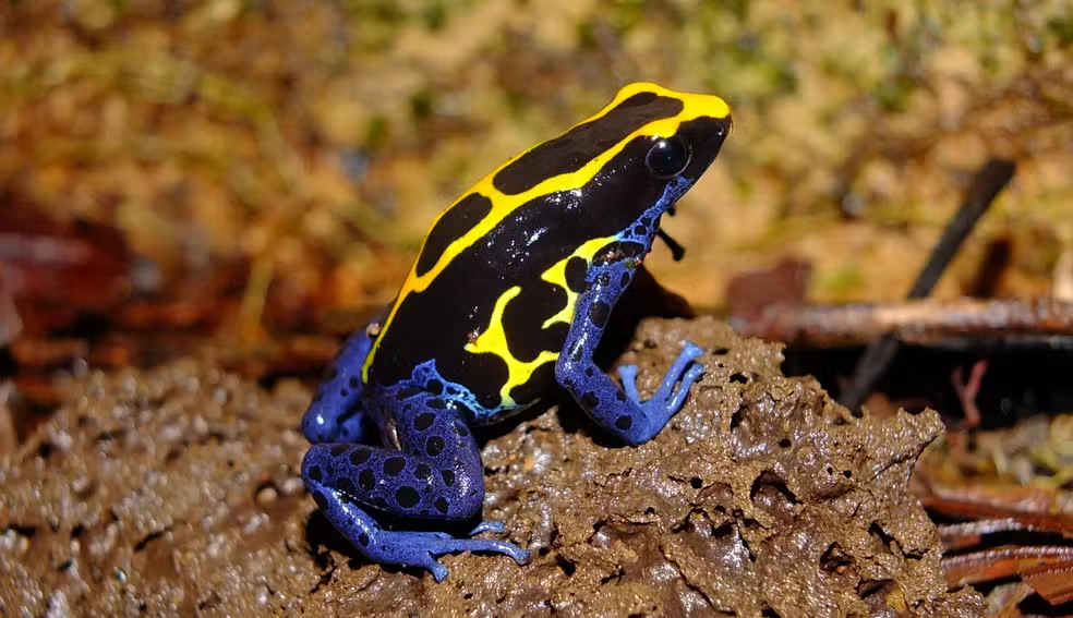 Colorful poison dart frog standing out in damp vegetation