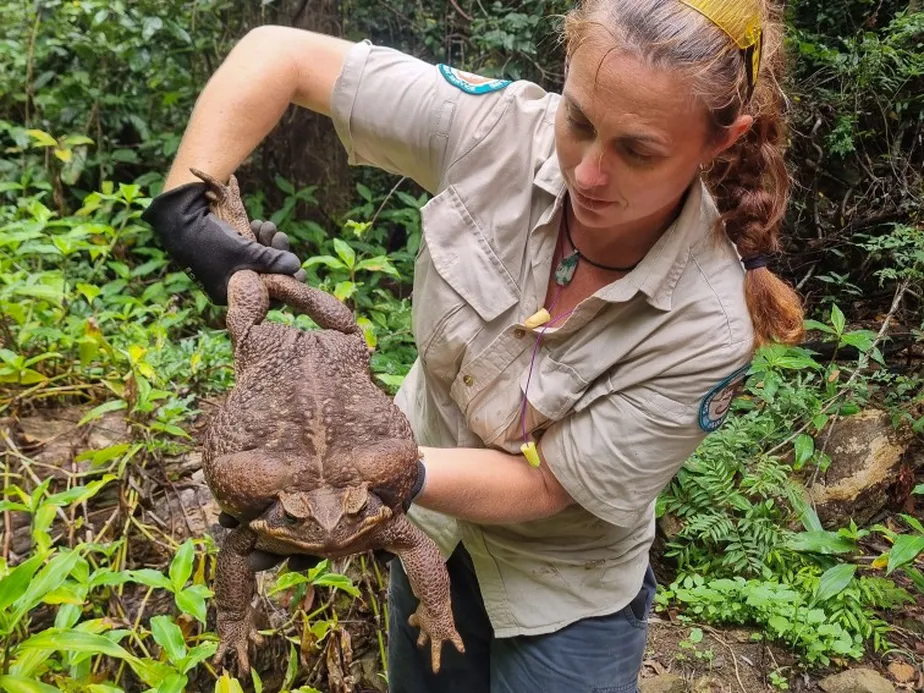 Large cane toad resting near freshwater body