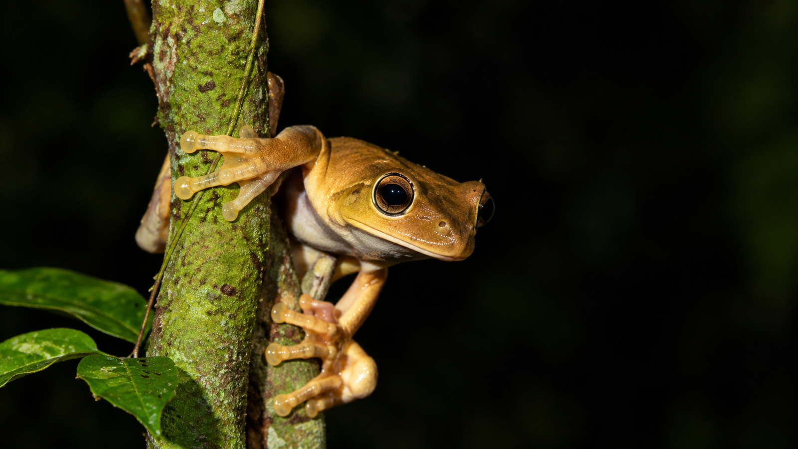 Perereca amarela de olhos grandes agarrada ao tronco de uma planta à noite.