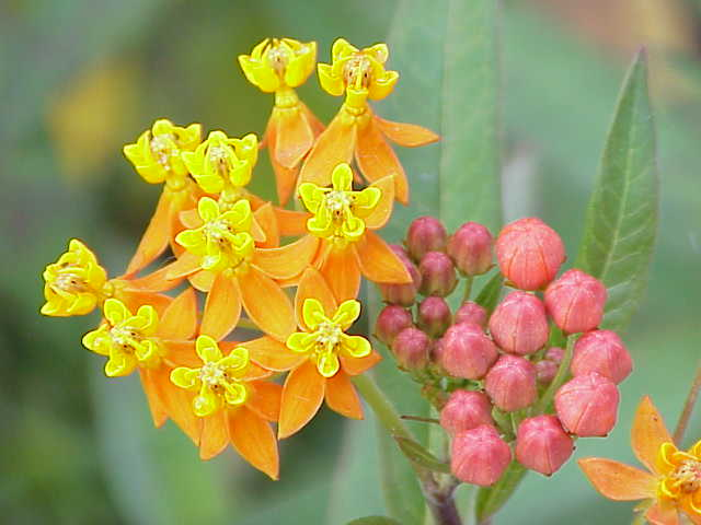 Leaves and fruits of the erva de rato plant in the Pantanal