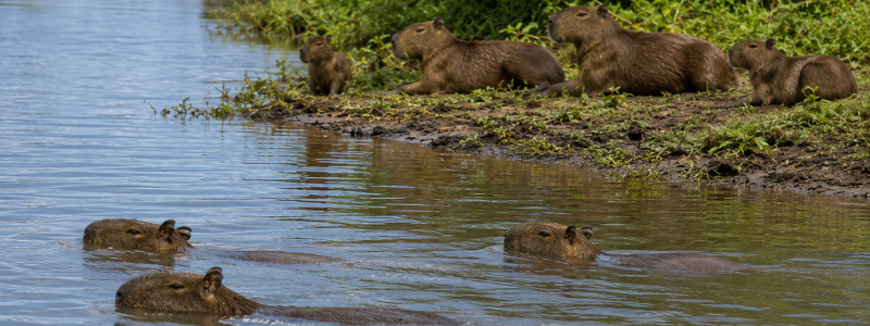 Grupo de capivaras nadando em um rio do Pantanal enquanto outras descansam na margem cercada por vegetação nativa