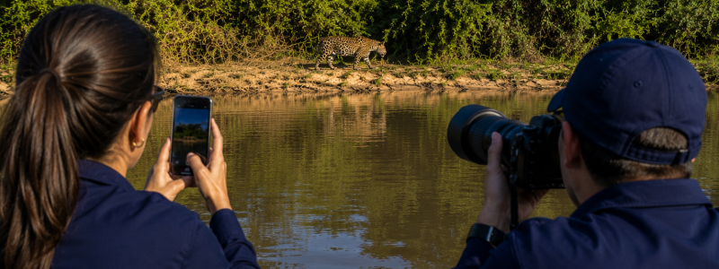 Duas pessoas fotografando uma onça-pintada durante um safari no Pantanal, uma com celular e outra com câmera profissional