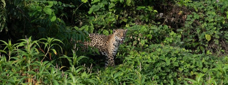 Onça-pintada espiando da mata ciliar verde, próxima à água, durante um safari de observação de vida selvagem no Pantanal. Uma imagem rara de um mamífero em seu habitat natural.
