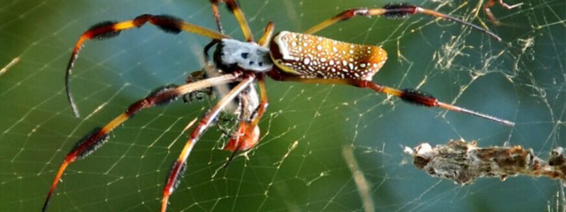Aranha fêmea Nephila clavipes pendurada em sua teia. Possui abdômen alongado amarelo com manchas brancas e patas longas com tufos de pelos pretos. Um macho minúsculo é visível ao fundo na teia.