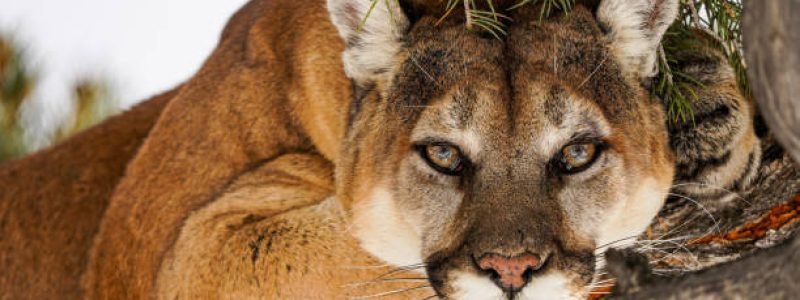 Onça-parda (Puma concolor) deitada em um tronco de árvore, olhando diretamente para a câmera. Close-up detalhado do rosto do felino com pelagem marrom-avermelhada e olhos intensos.