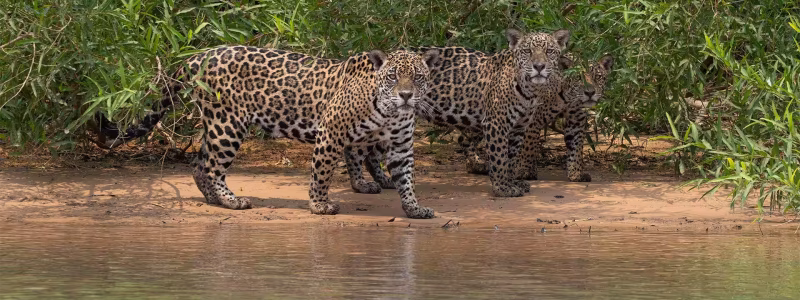 Onça-pintada nas margens do rio no Pantanal brasileiro