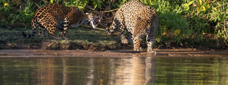 Duas onças-pintadas interagindo agressivamente na margem do rio no Pantanal, com o reflexo das felinas e da vegetação na superfície da água.