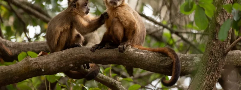 Dois macacos-prego sentados em um galho de árvore, com um realizando catação no outro.
