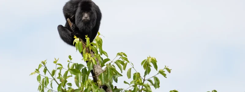 Macaco Bugio-preto macho sentado no topo de um galho de árvore com céu claro ao fundo.