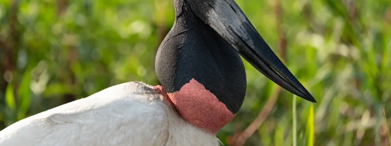 Alternativo) Tuiuiú (Jabiru mycteria) no Pantanal, com pescoço preto e papo vermelho.