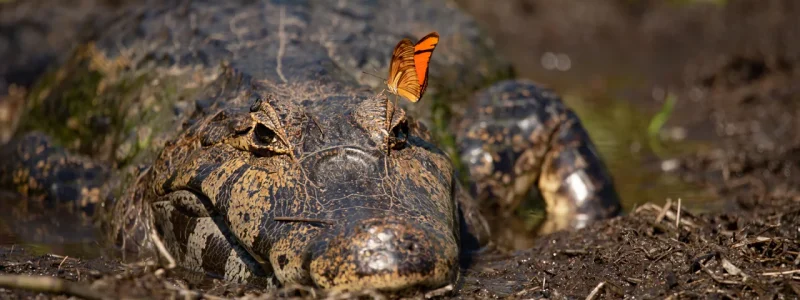 Jacaré-do-pantanal (Caiman yacare) em ambiente lamacento com uma borboleta laranja pousada no seu focinho.