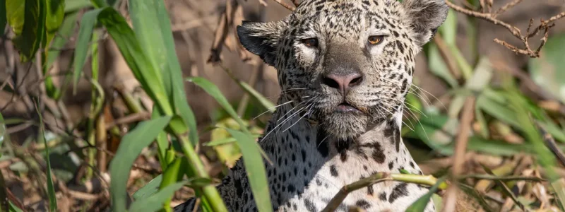 Close-up de uma onça-pintada (jaguar) espreitando de forma calma e íntima através da folhagem densa em uma margem de rio no Pantanal.