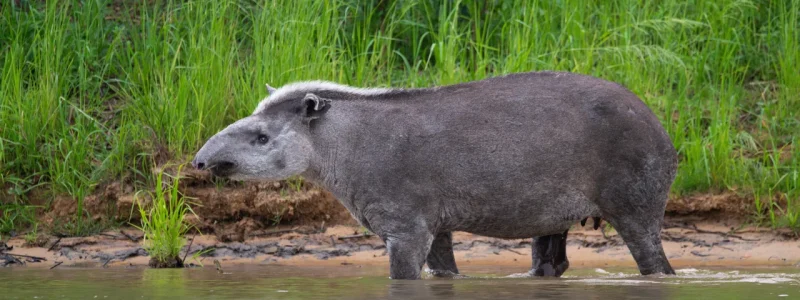Anta brasileira adulta saindo da água entre vegetação aquática verde em um rio no Pantanal, com luz solar lateral.